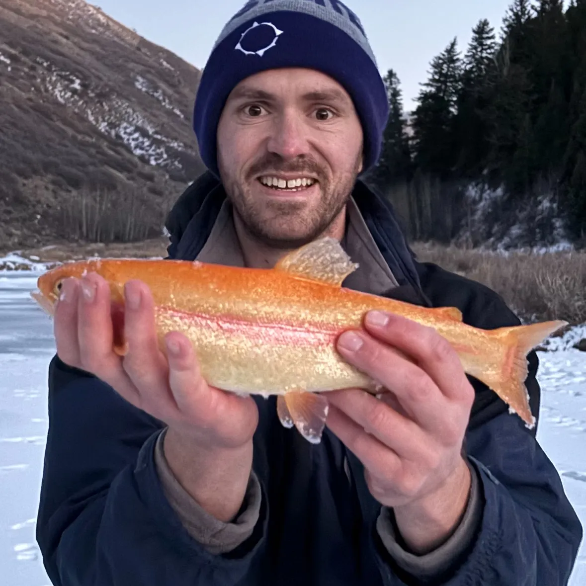 The most recent Golden rainbow trout catches on Fishbrain