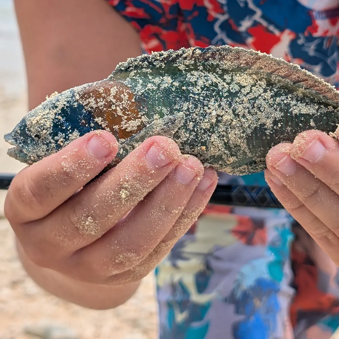 The most recent Surge wrasse catches on Fishbrain