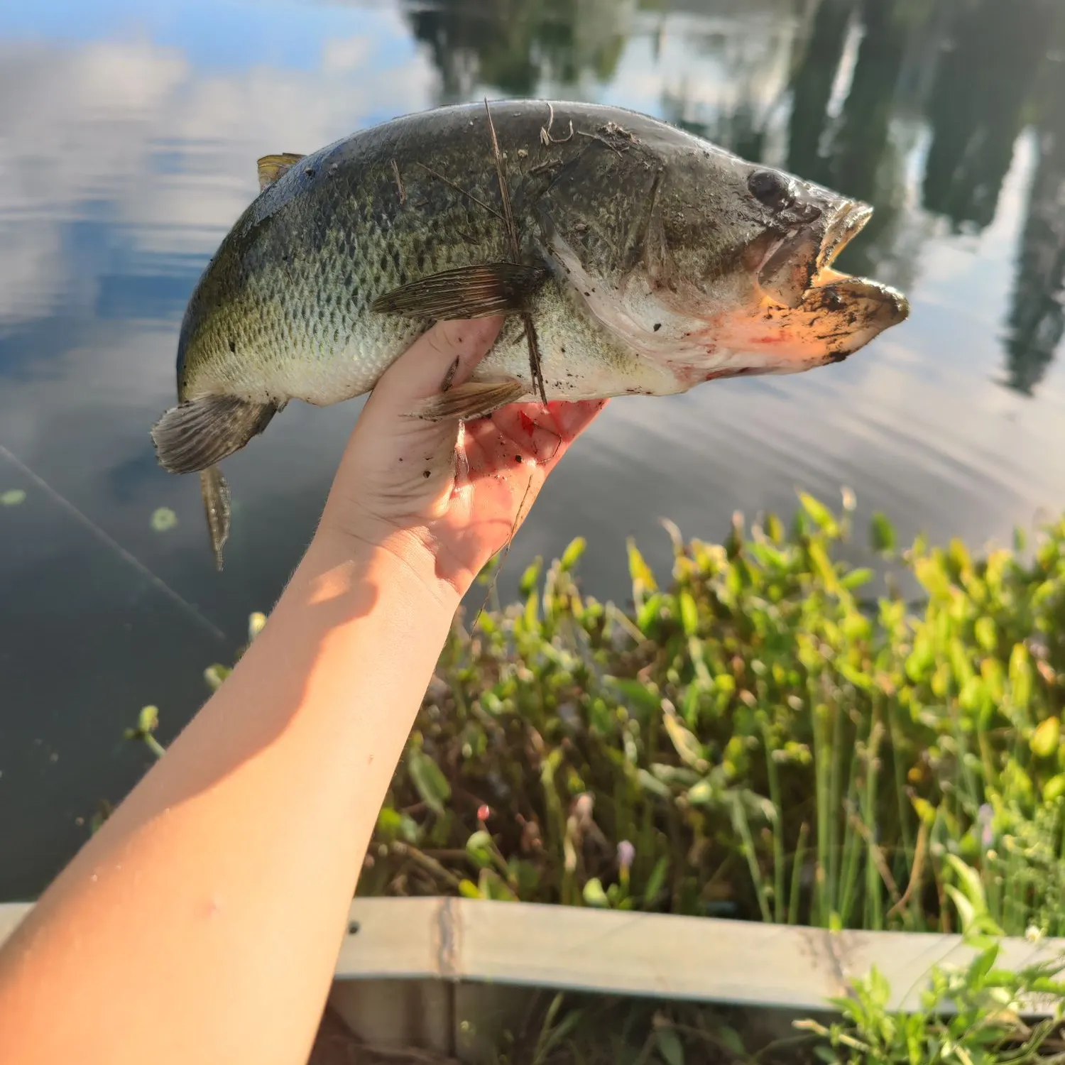 Largemouth bass caught on Fishbrain