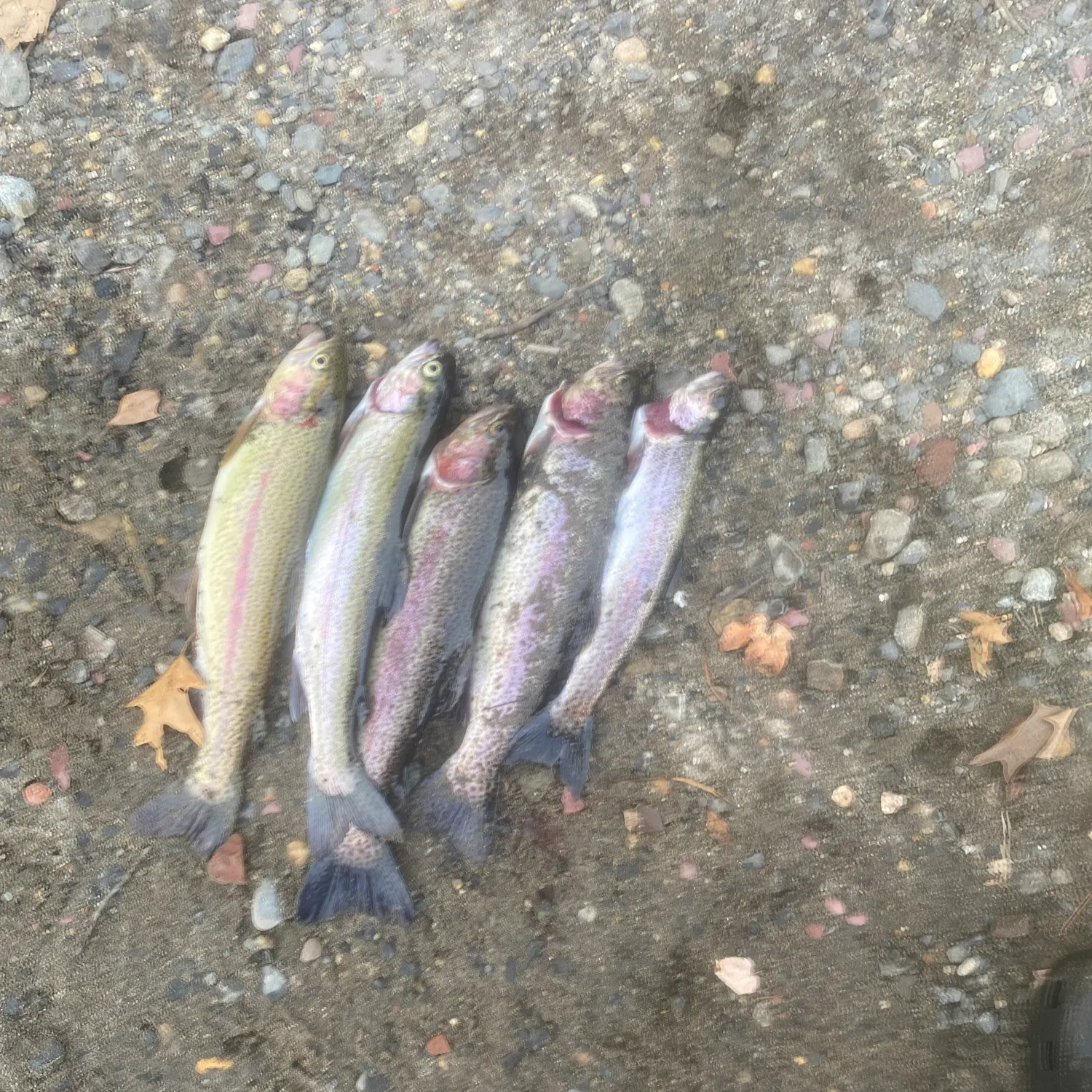 Rainbow trout caught on Fishbrain