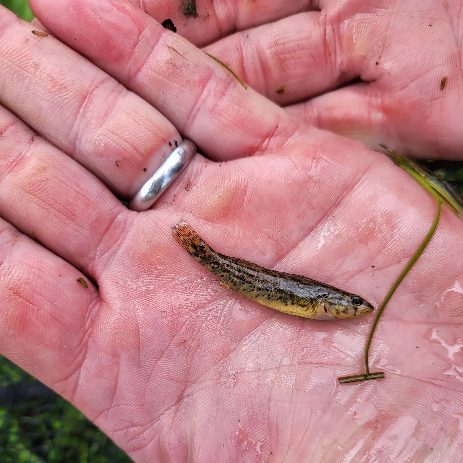 The most recent Blackside darter catches on Fishbrain