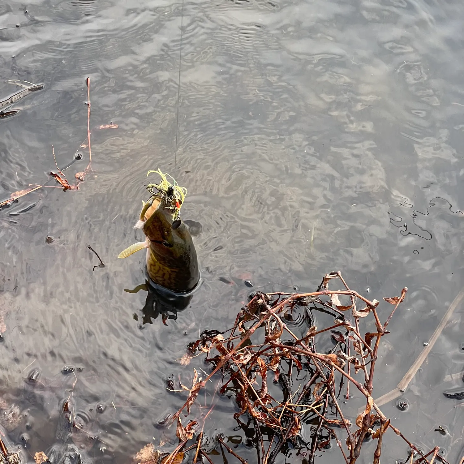 The most recent Grass pickerel catches on Fishbrain