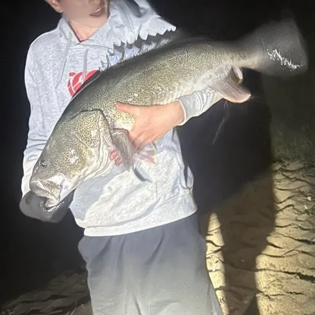 Murray cod caught on Fishbrain