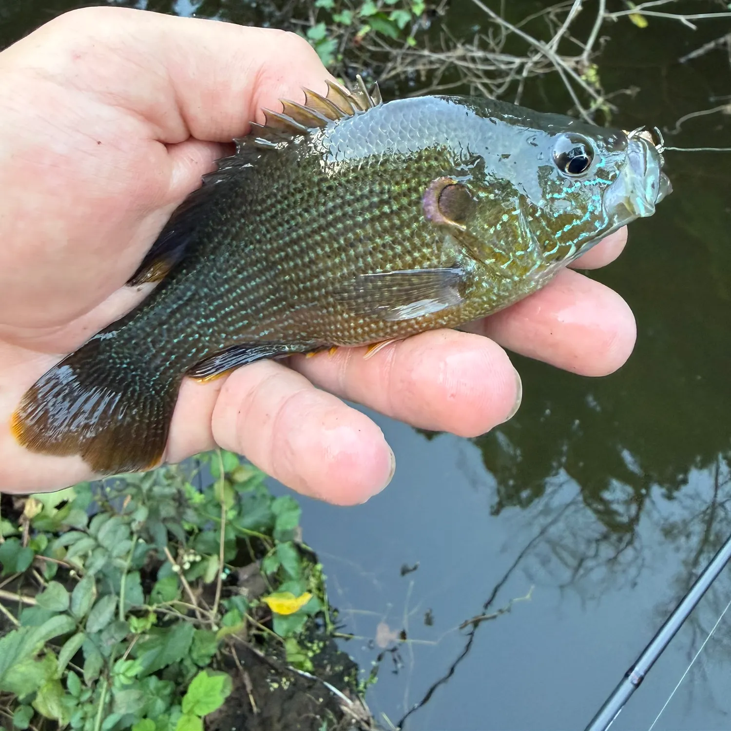 Green sunfish caught on Fishbrain