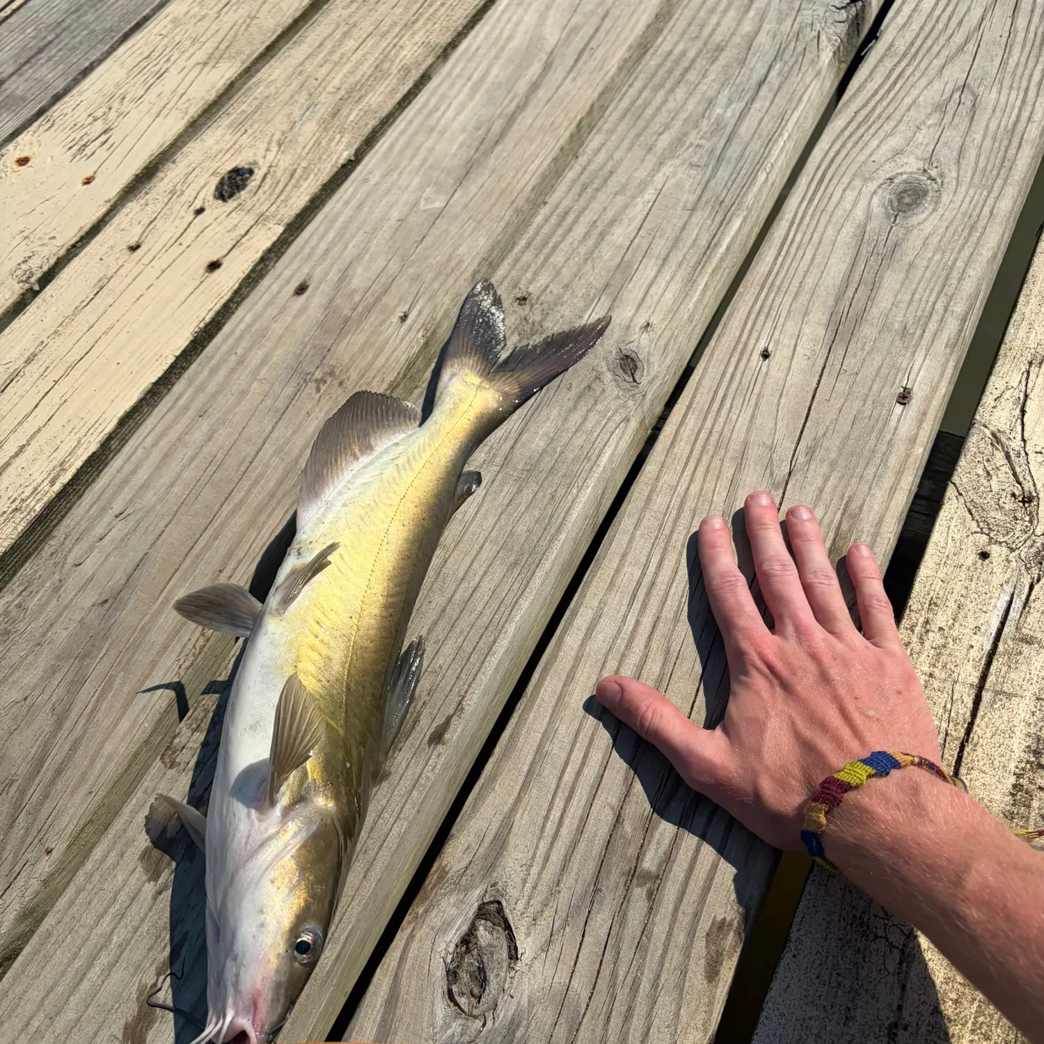 Channel catfish caught on Fishbrain