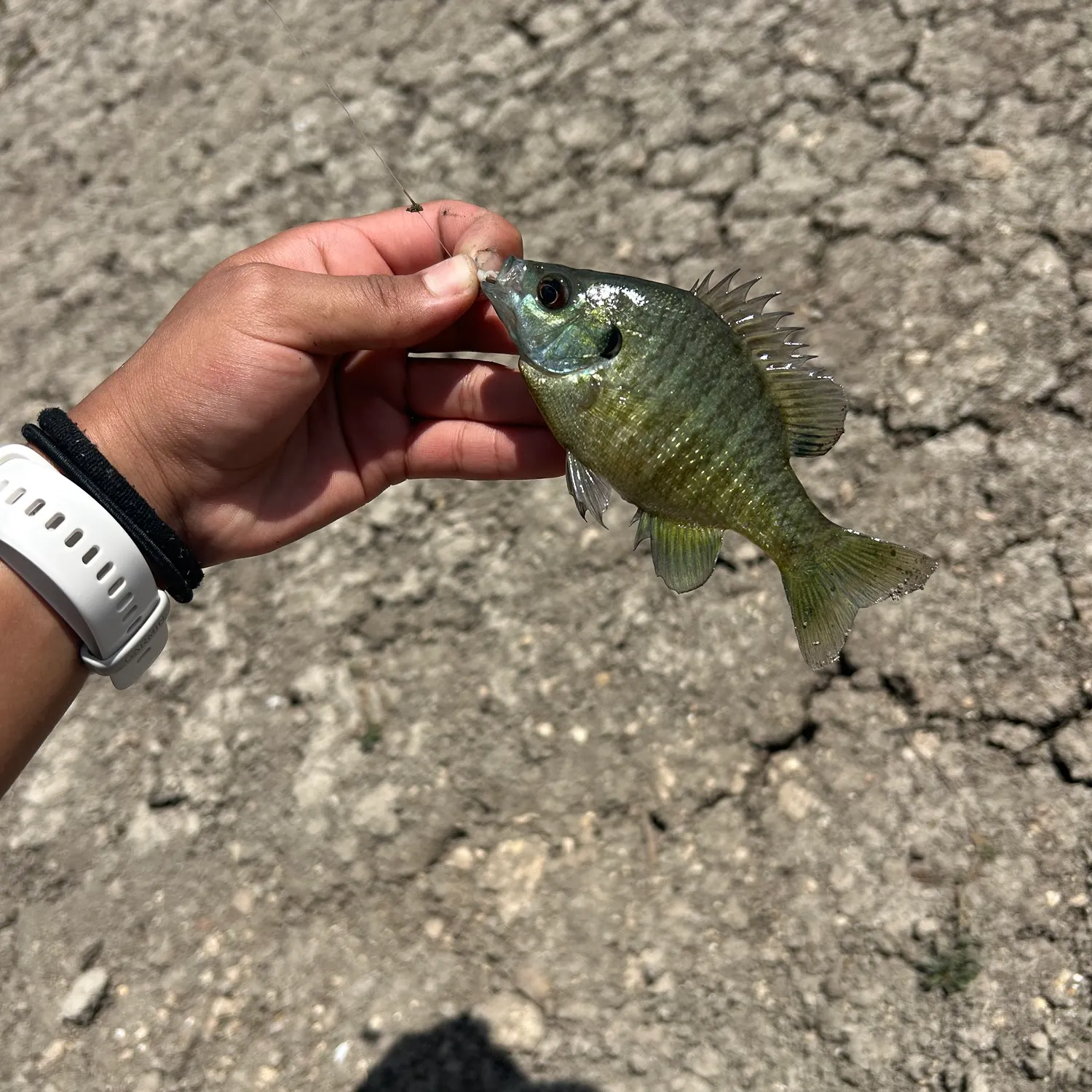Bluegill caught on Fishbrain
