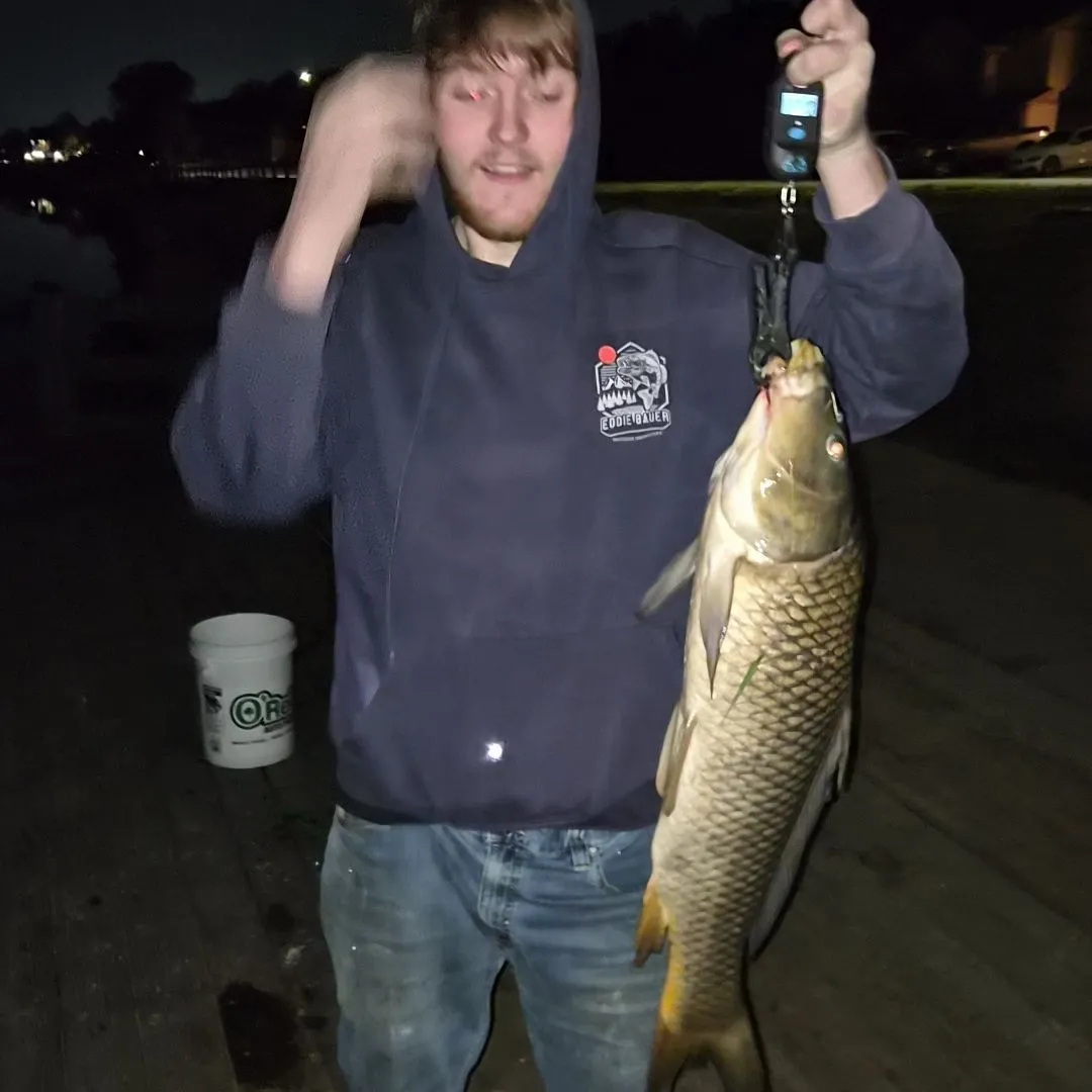Common carp caught on Fishbrain
