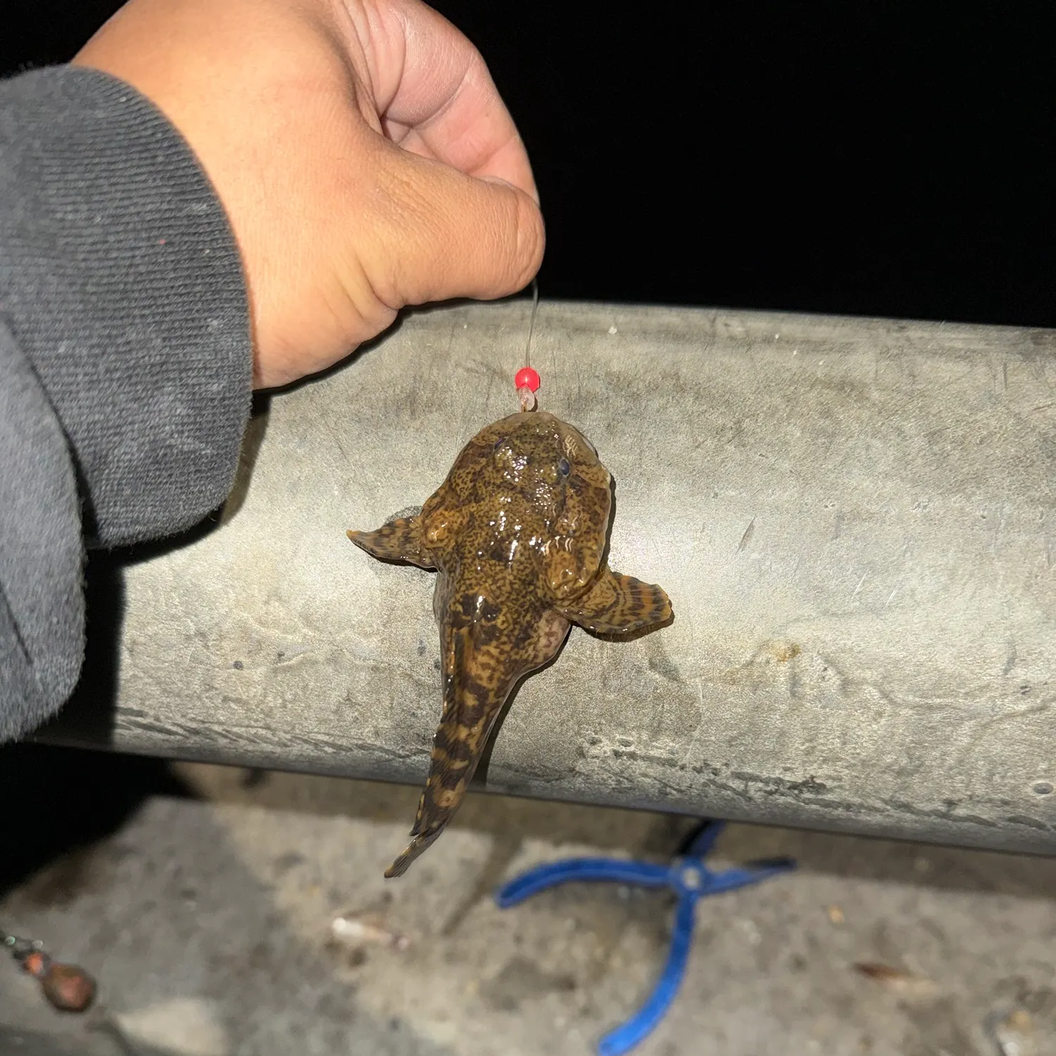 Oyster toadfish caught on Fishbrain