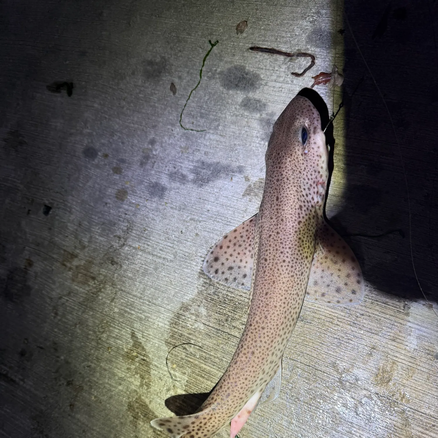 The most recent Lesser spotted dogfish catches on Fishbrain