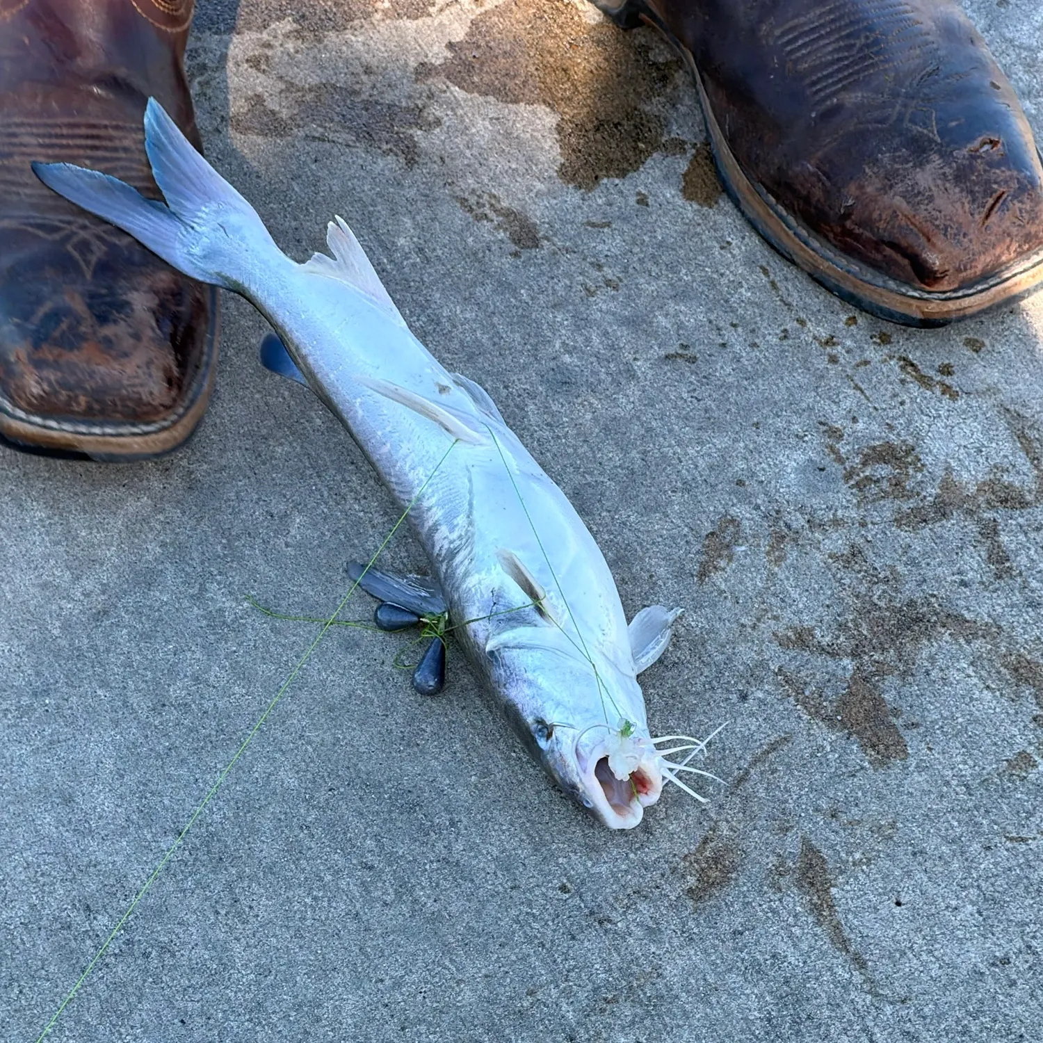 Fish caught on Fishbrain