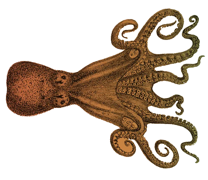 Hammer octopus
