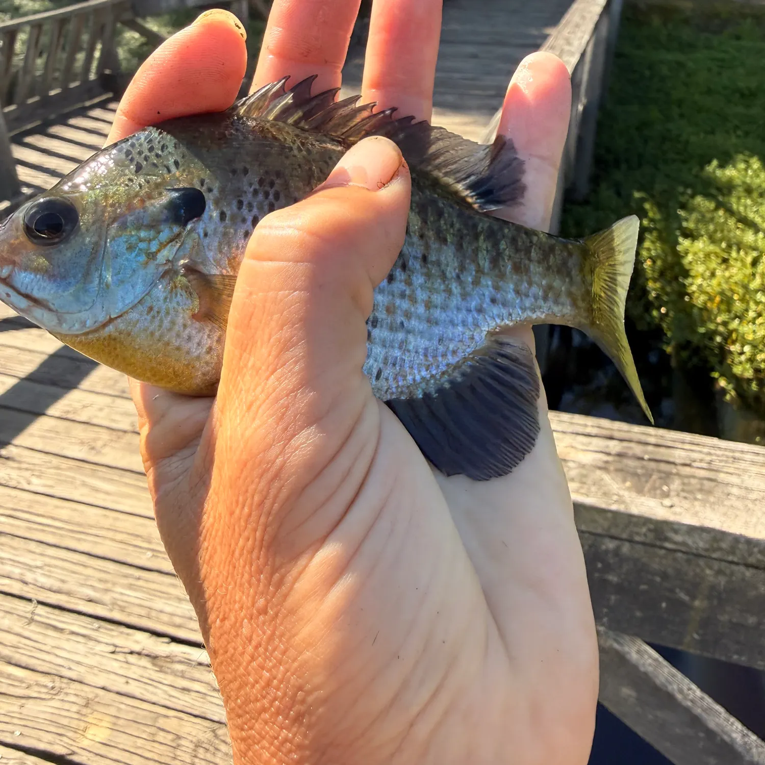 catch