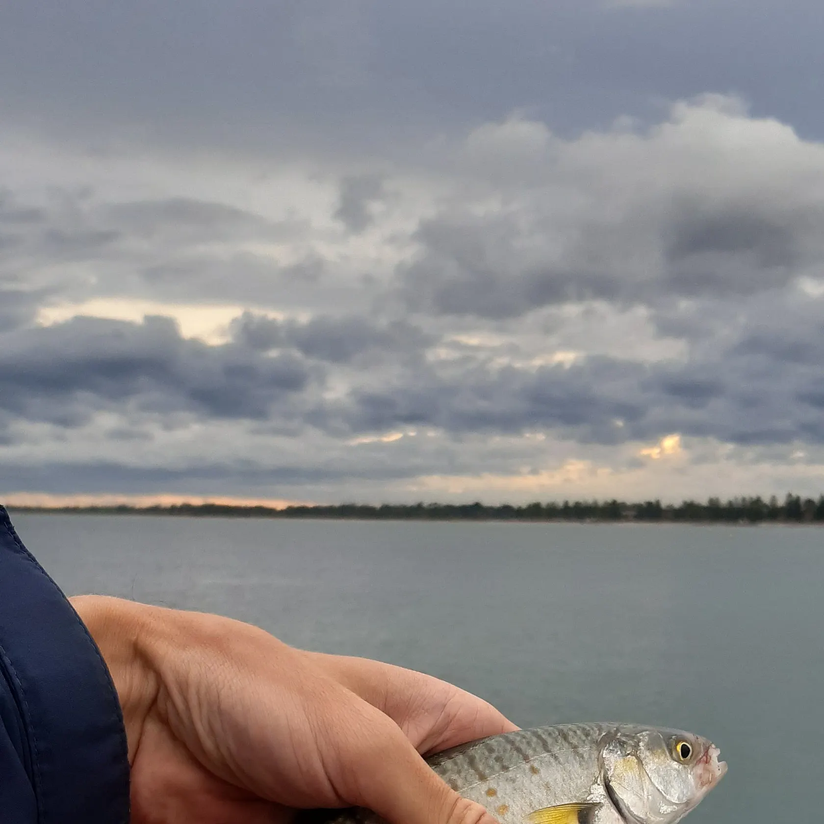 The most recent Eastern Australian salmon catches on Fishbrain
