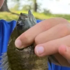 Green sunfish caught on Fishbrain