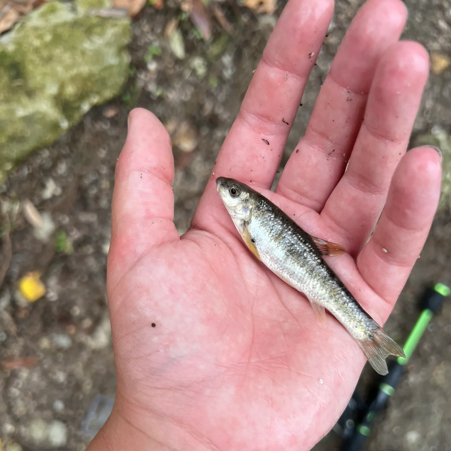 The most recent Gray redhorse catches on Fishbrain