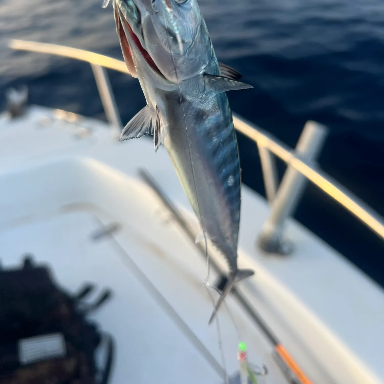 The most recent Bullet tuna catches on Fishbrain