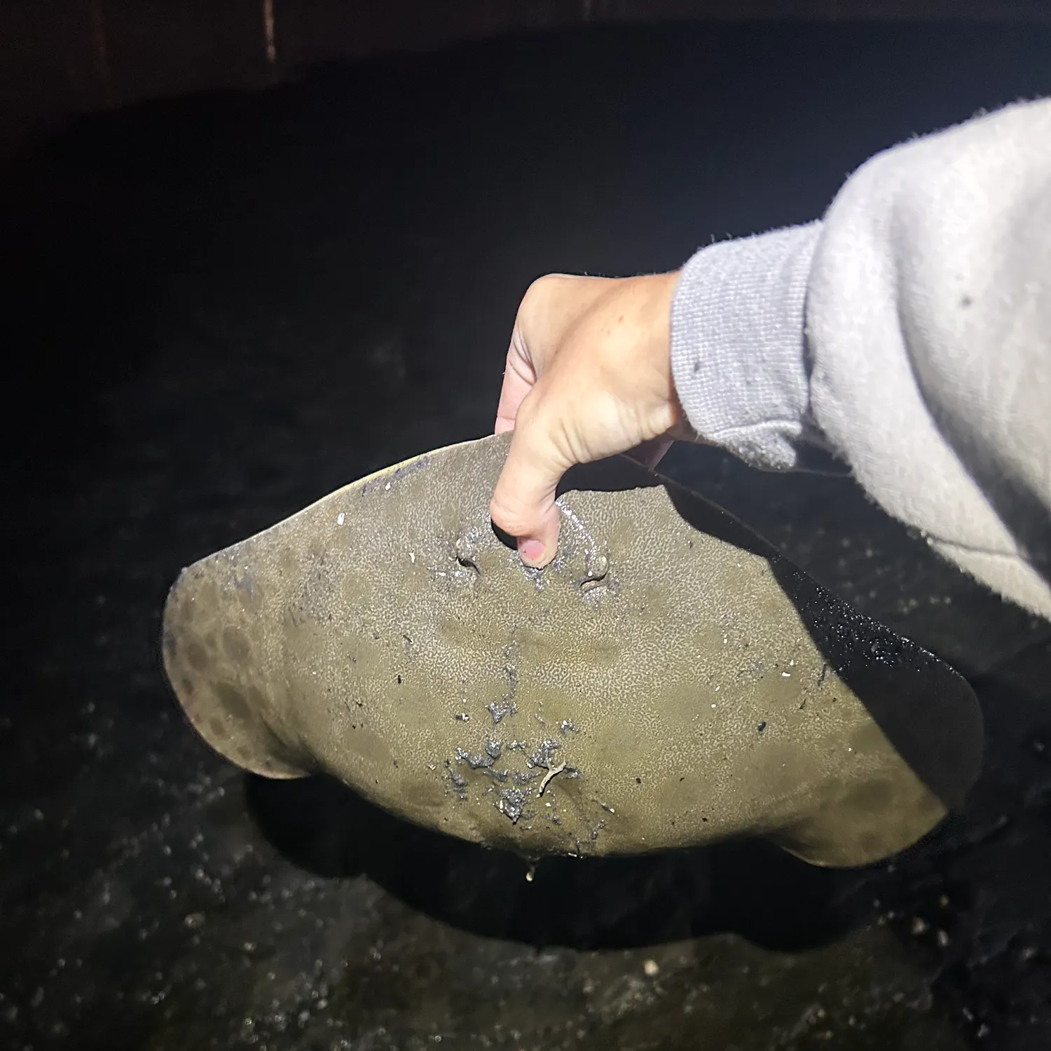 The most recent Spiny butterfly ray catches on Fishbrain