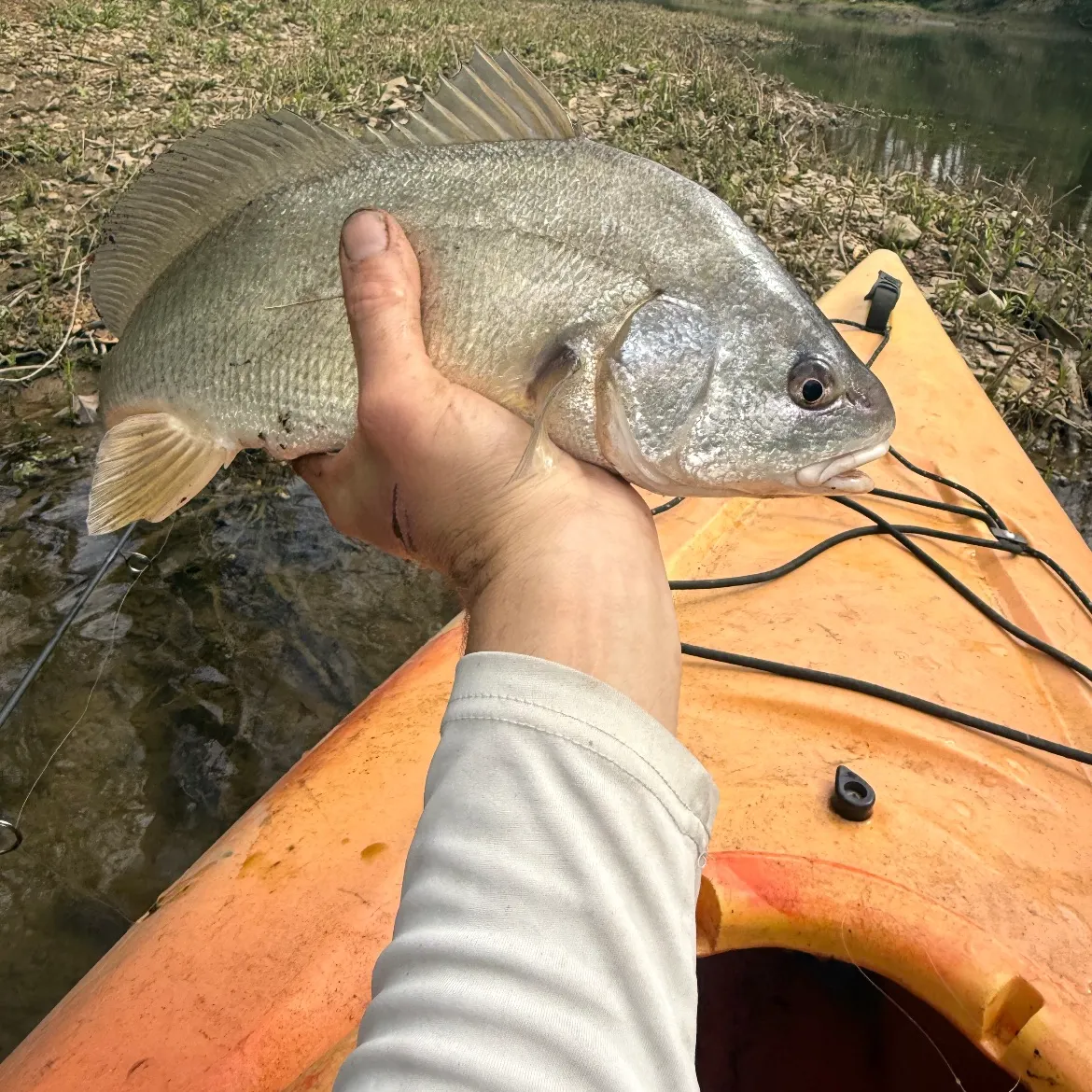 The most recent Freshwater drum catches on Fishbrain