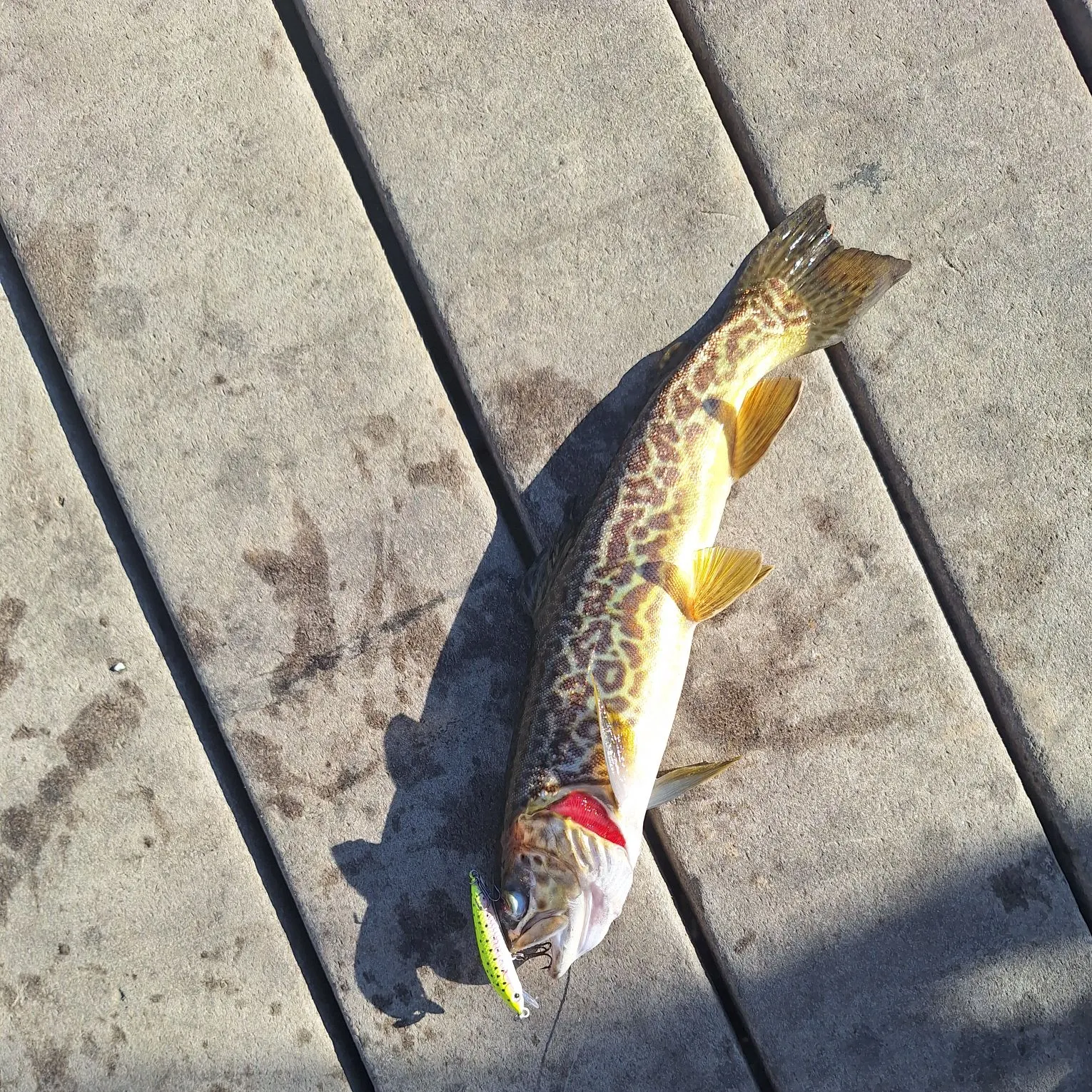 The most recent Tiger trout catches on Fishbrain