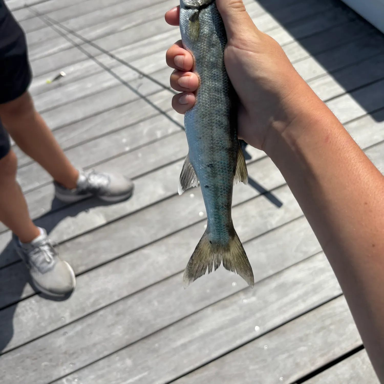 Great barracuda caught on Fishbrain
