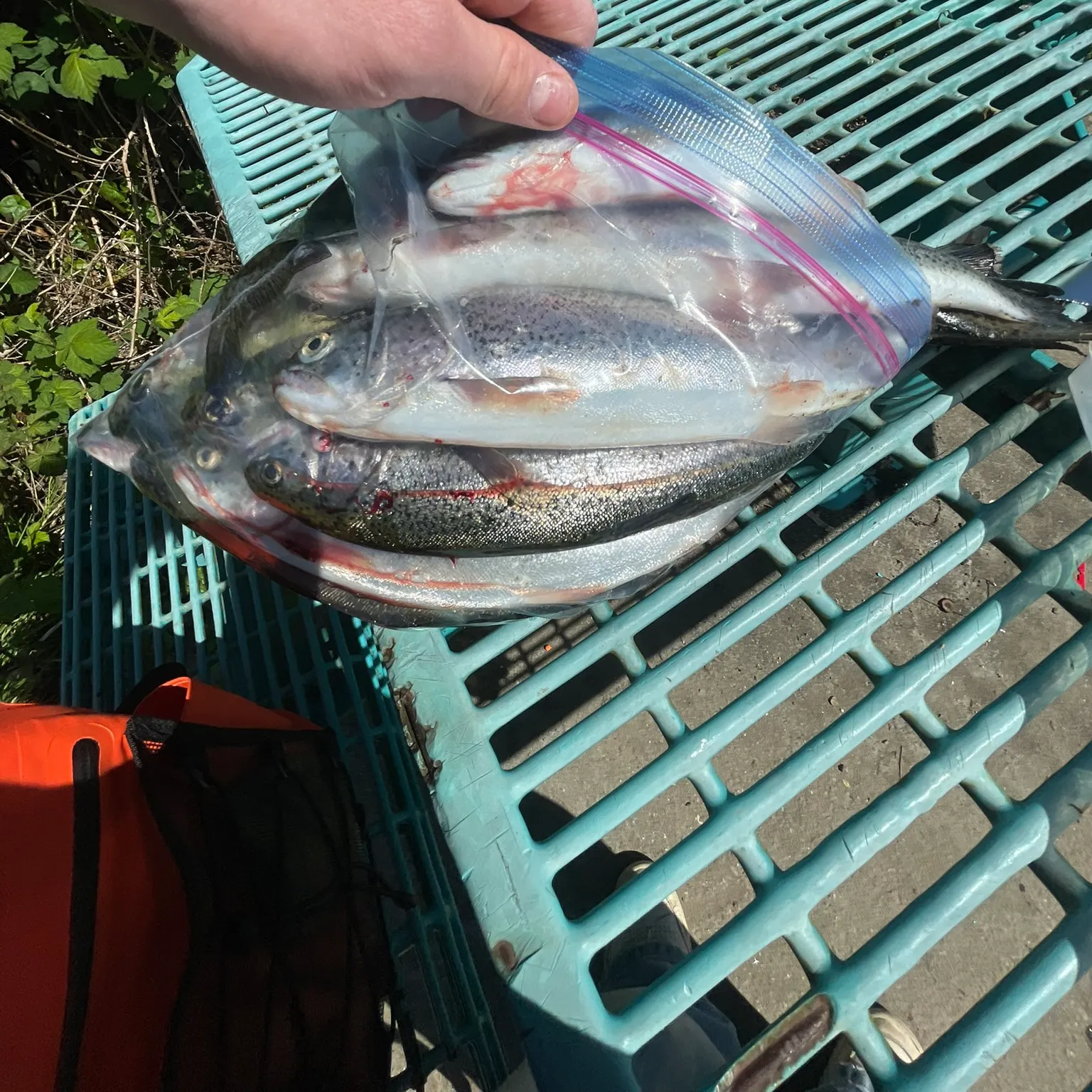 catch