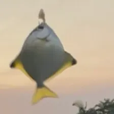 The most recent Silver moony catches on Fishbrain