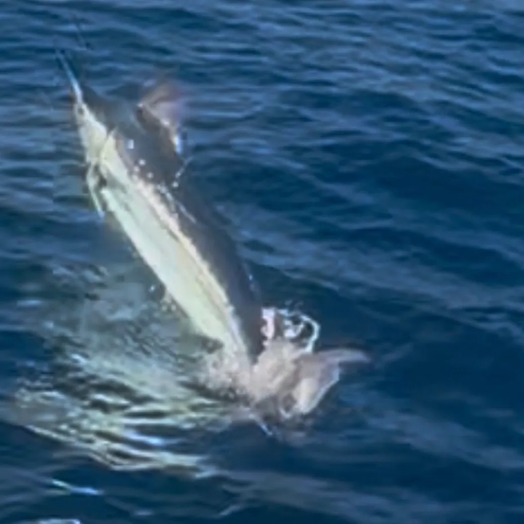 The most recent Indo-Pacific blue marlin catches on Fishbrain
