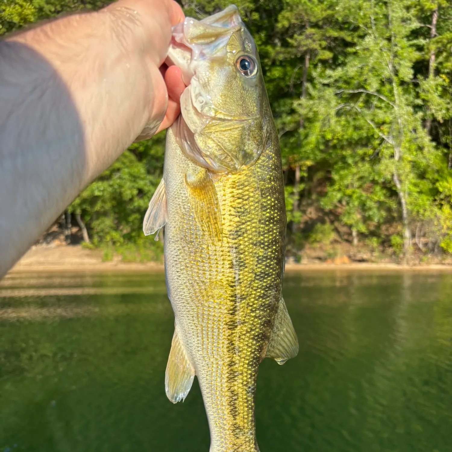 Spotted bass caught on Fishbrain