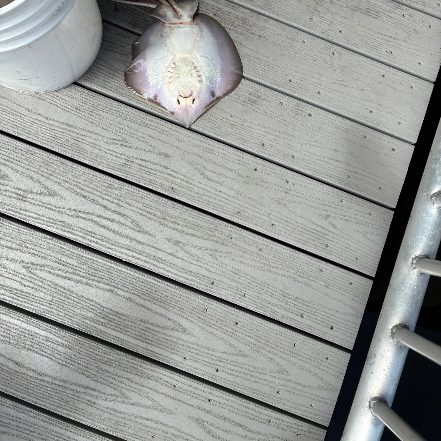 Atlantic stingray caught on Fishbrain