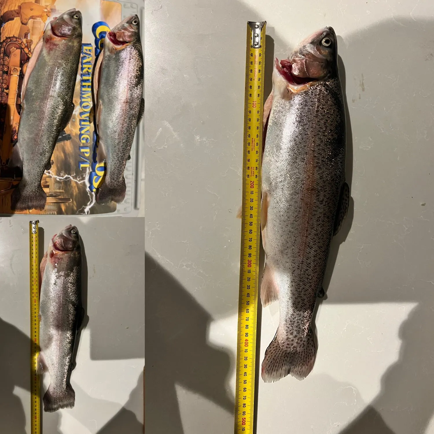 recently logged catches