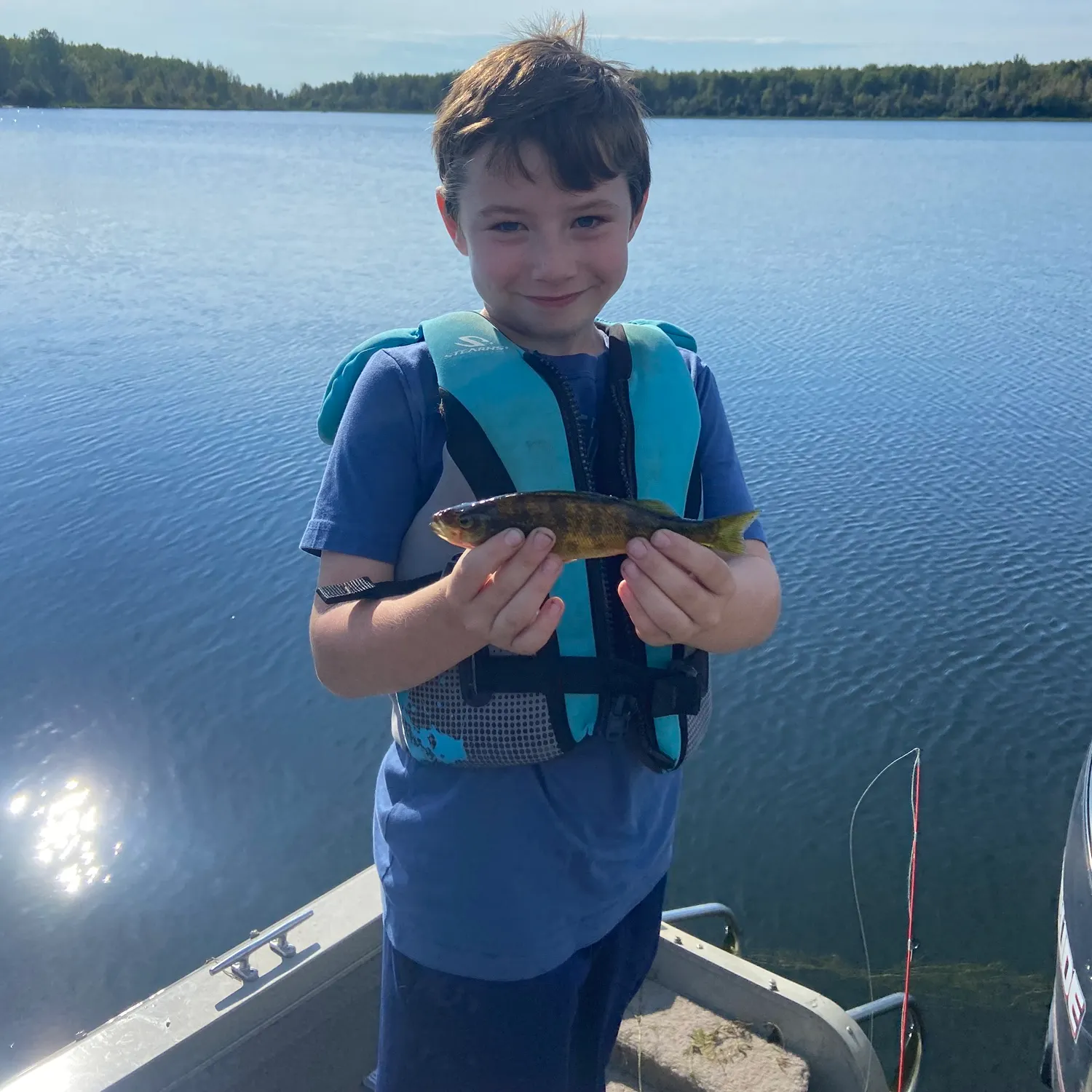 Yellow perch caught on Fishbrain