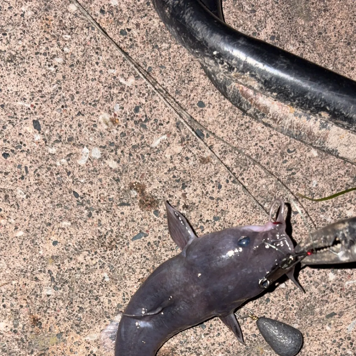 Black bullhead caught on Fishbrain