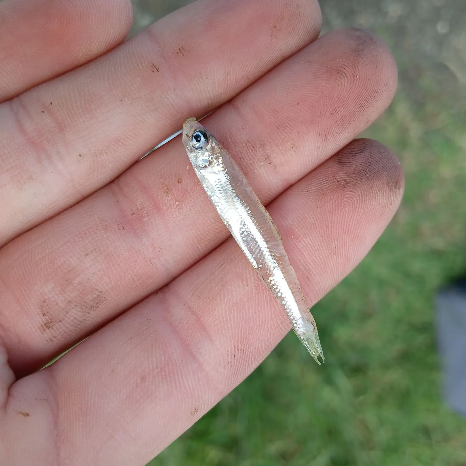 The most recent Japanese pilchard catches on Fishbrain