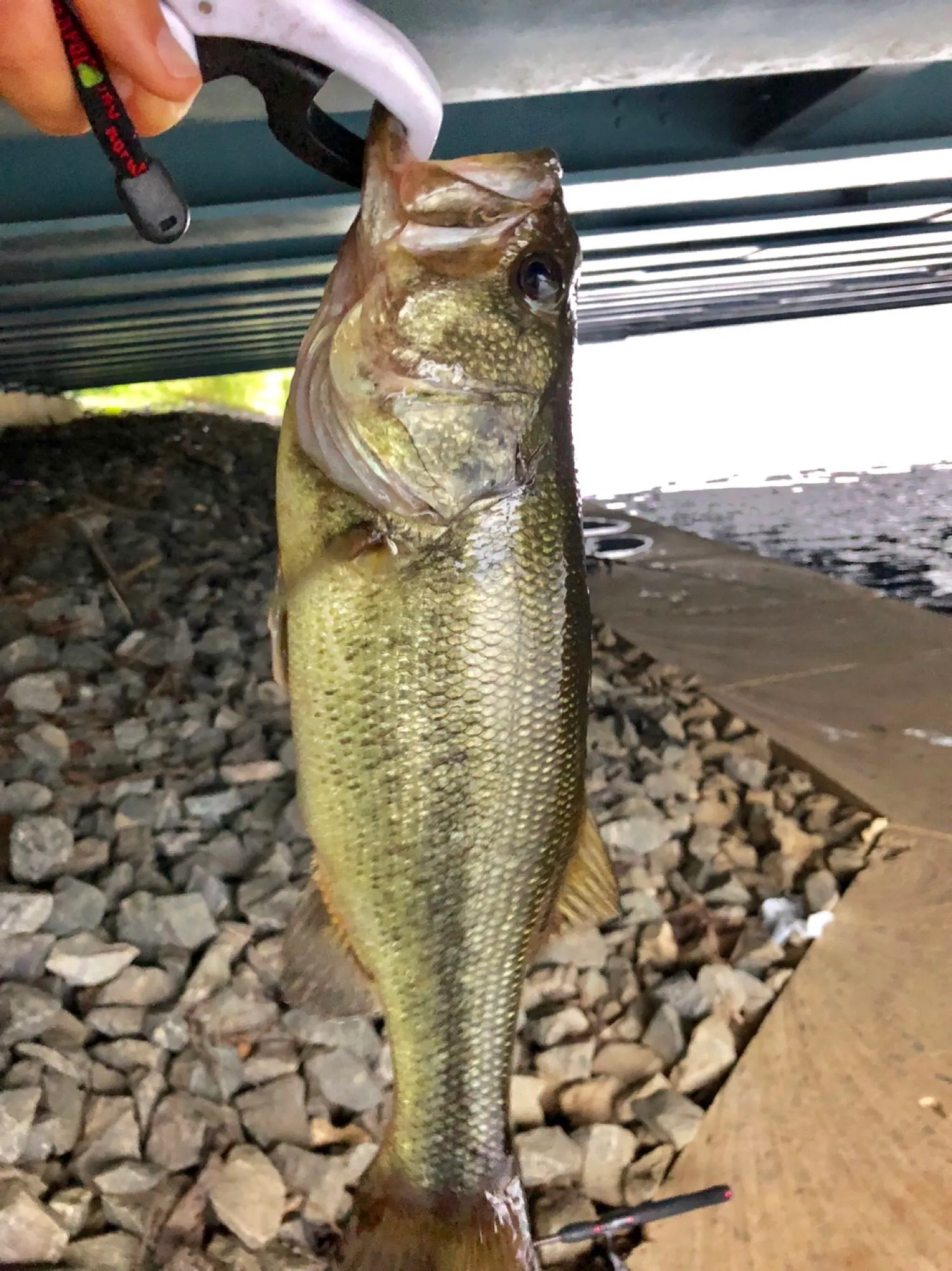 Post image from RJW_FindingFishPA