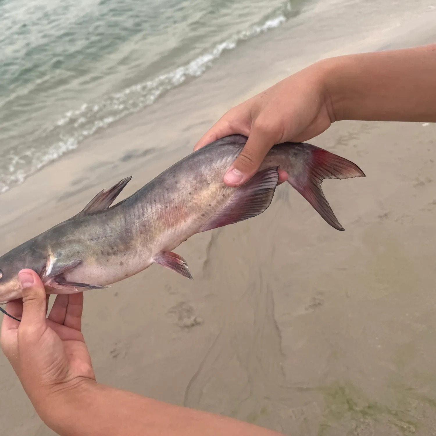 Channel catfish caught on Fishbrain
