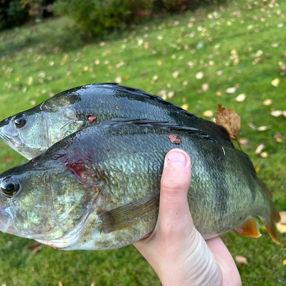 European perch caught on Fishbrain