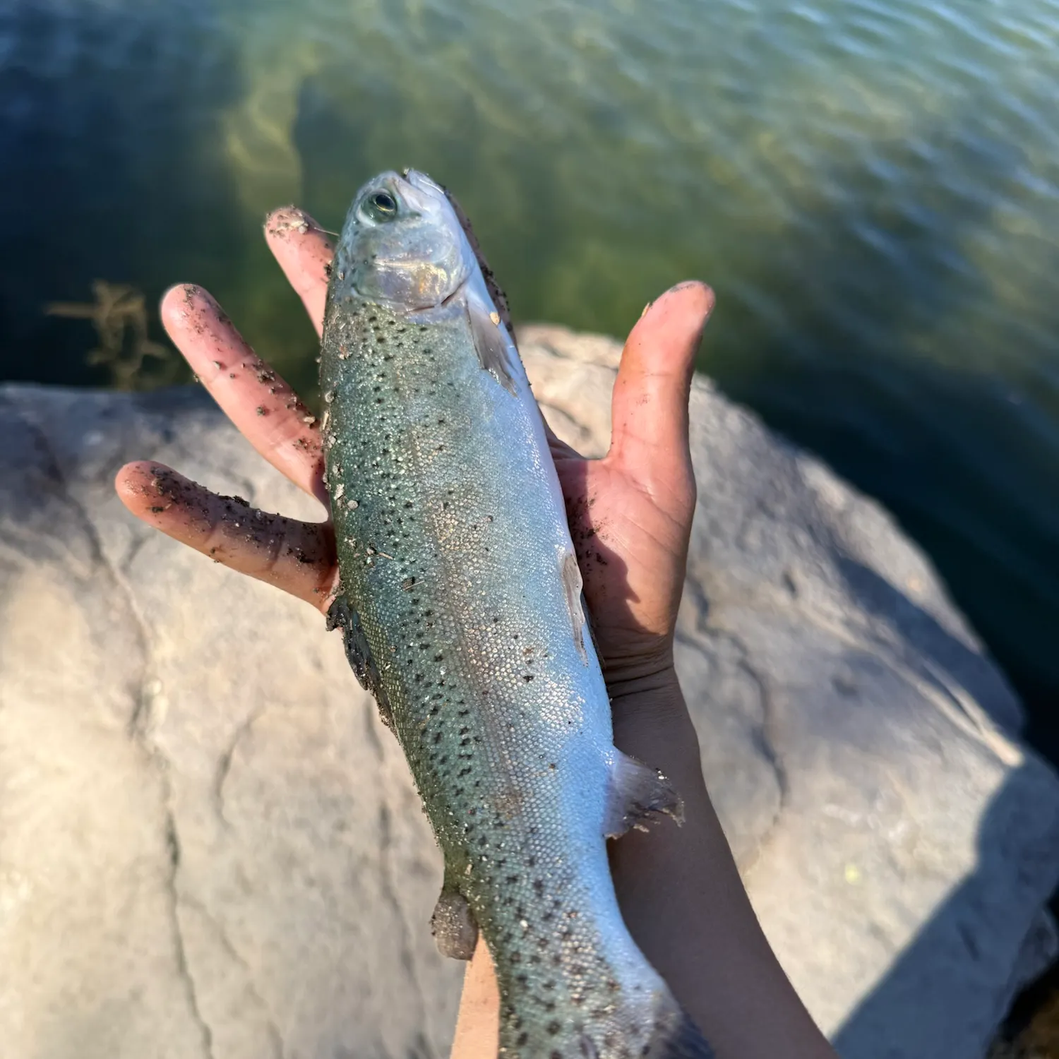 Rainbow trout caught on Fishbrain
