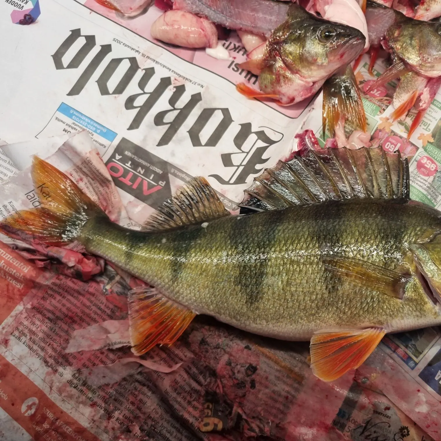 recently logged catches