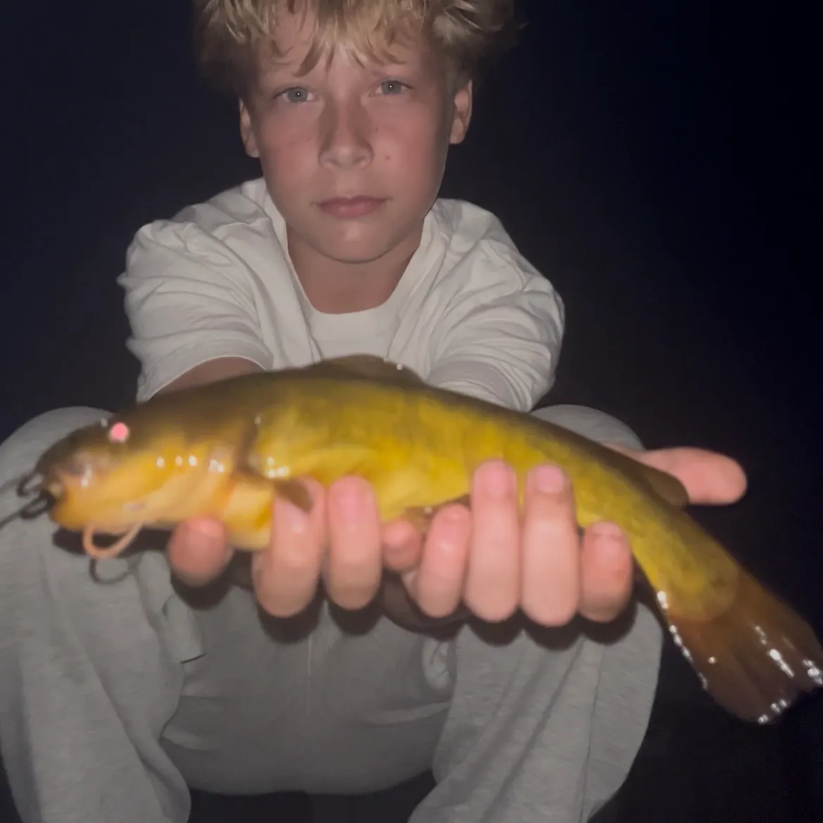 Yellow bullhead caught on Fishbrain