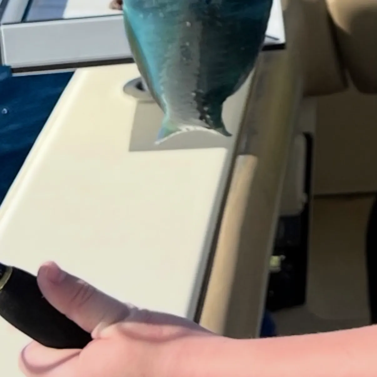 The most recent Blue parrotfish catches on Fishbrain