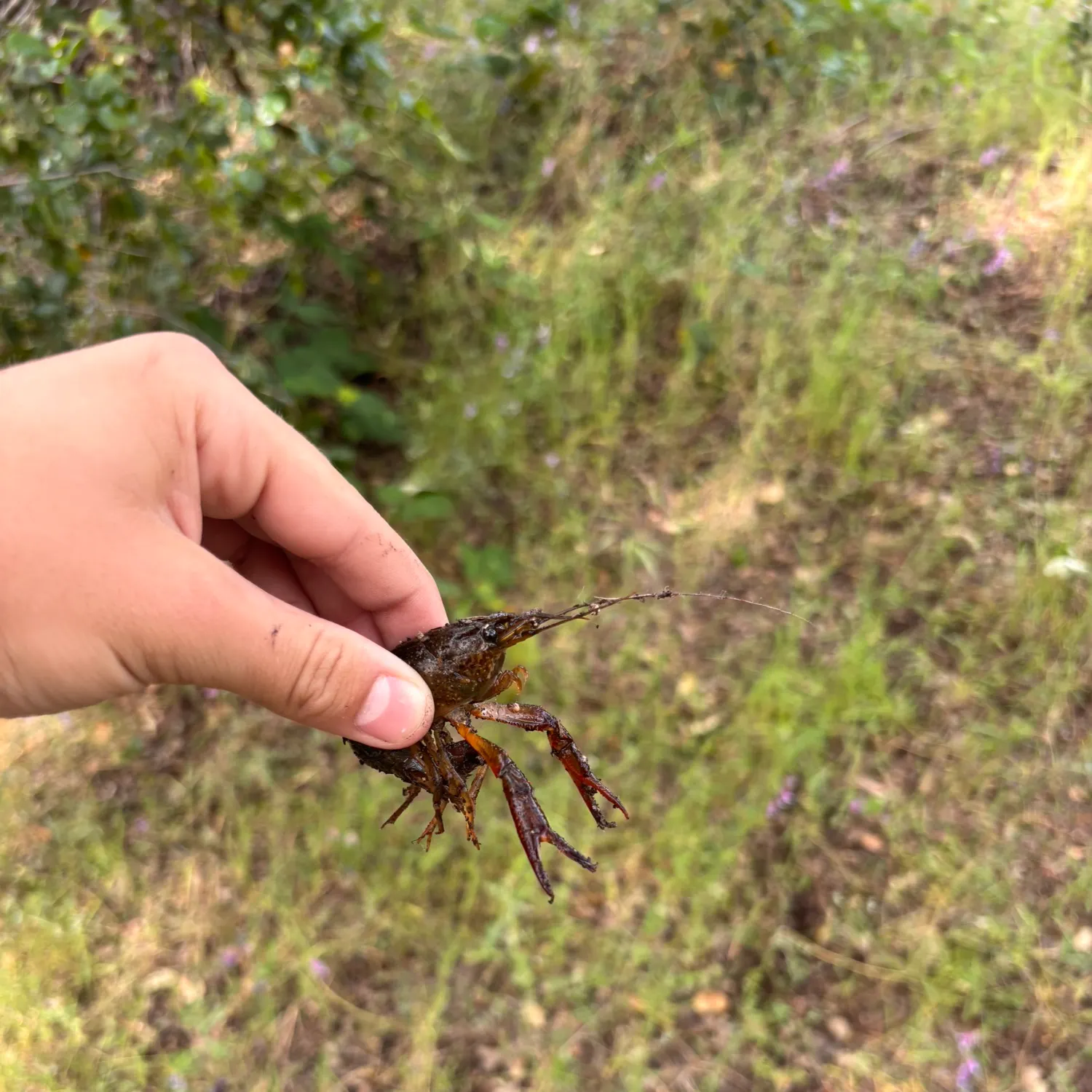 The most recent Red swamp crayfish catches on Fishbrain