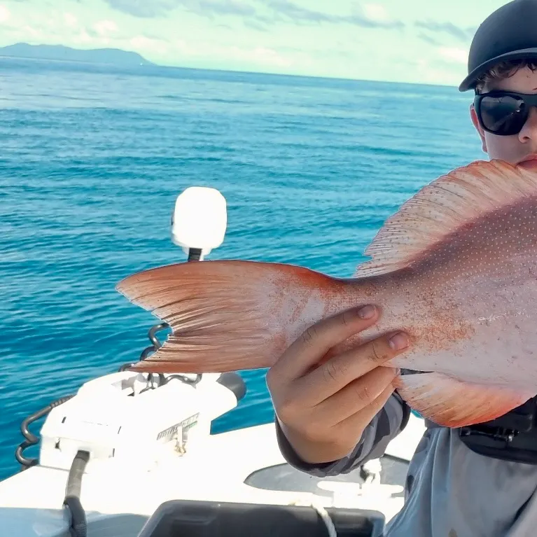 The most recent Leopard coralgrouper catches on Fishbrain
