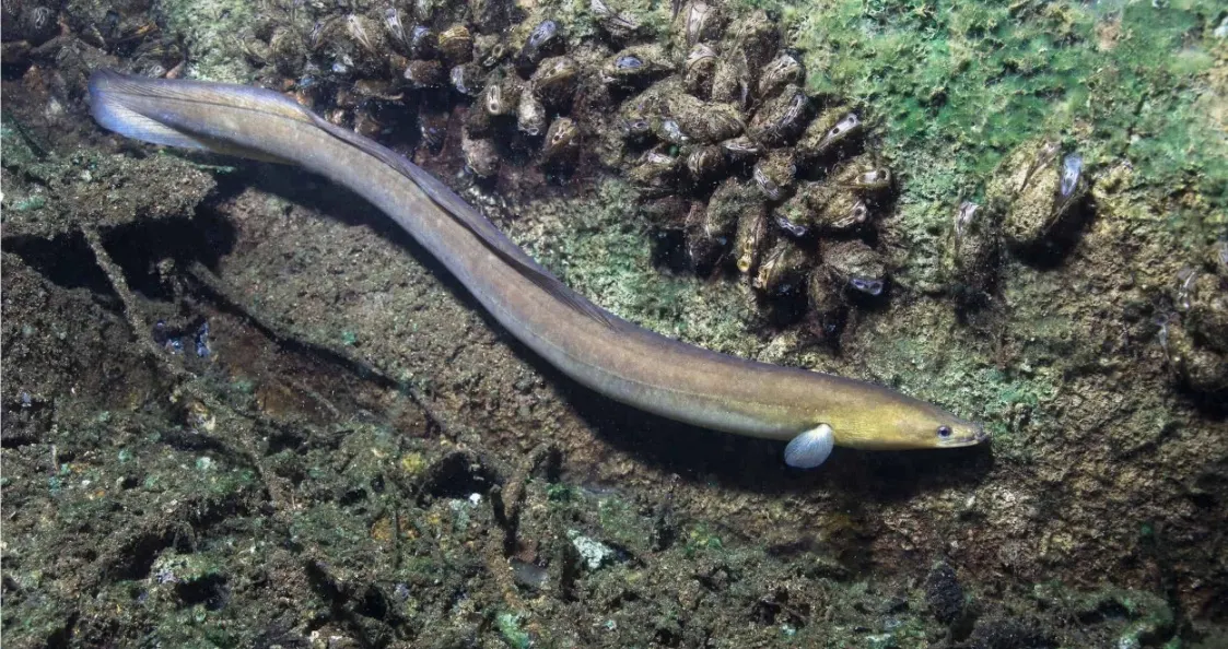 Eel