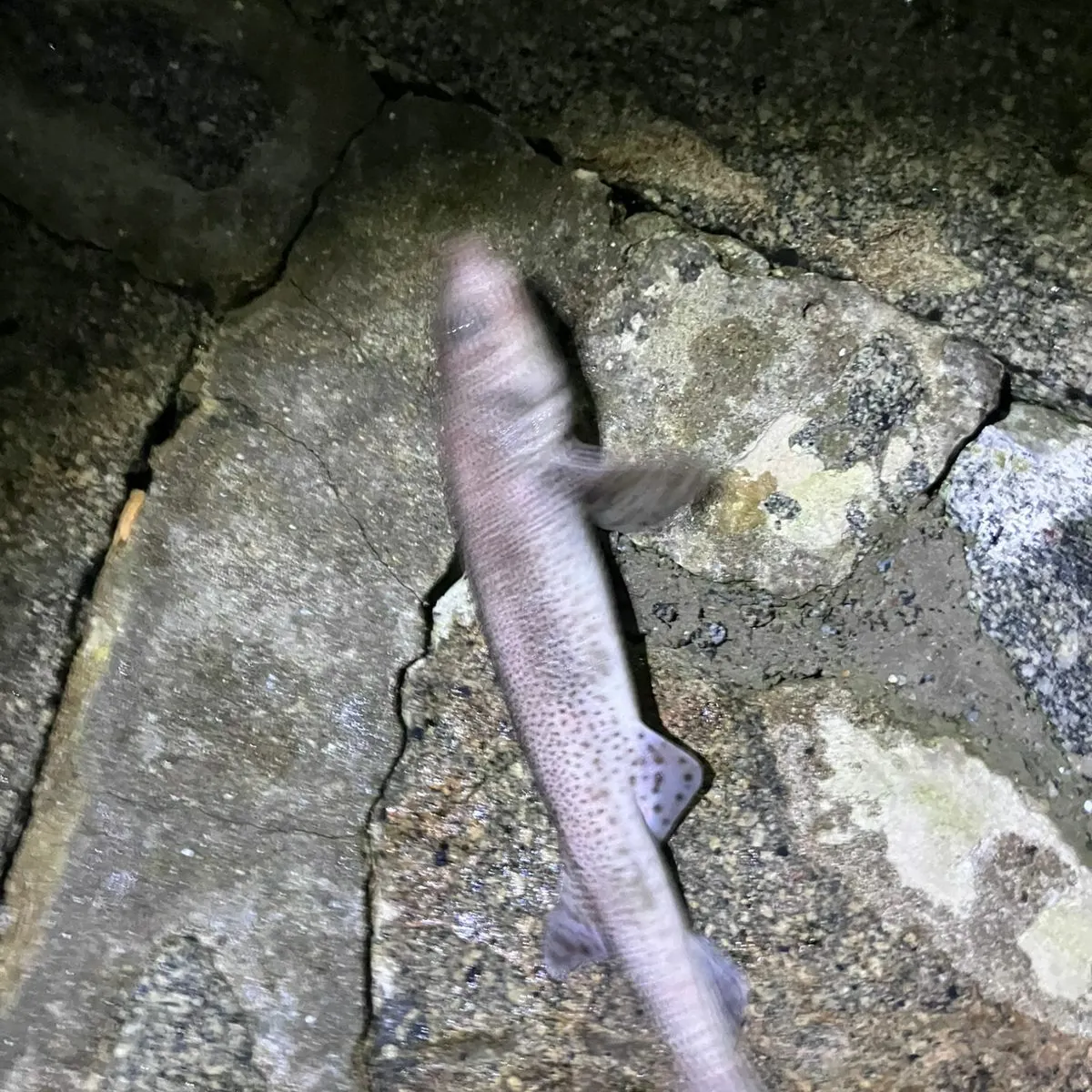 The most recent Piked dogfish catches on Fishbrain