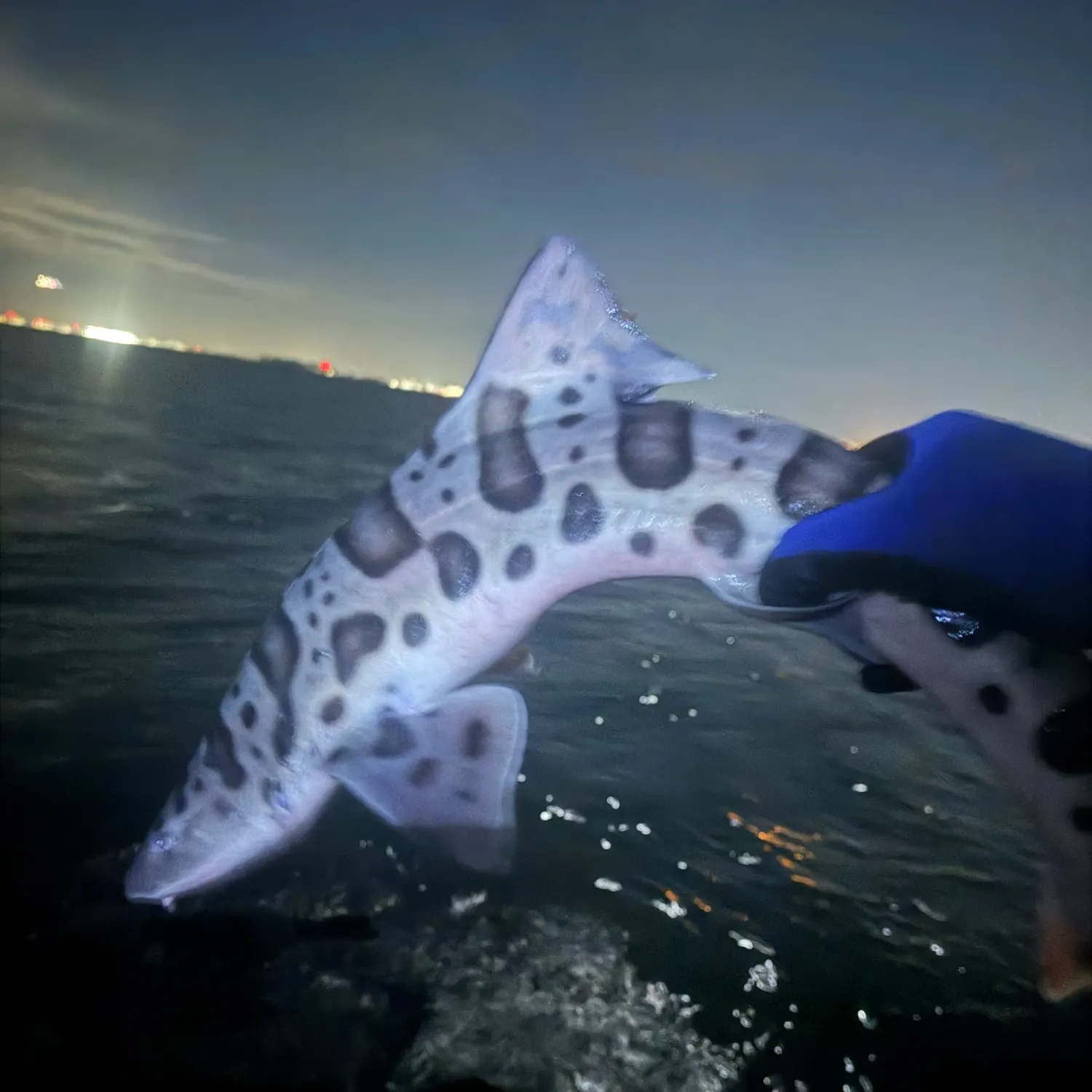 Leopard shark caught on Fishbrain