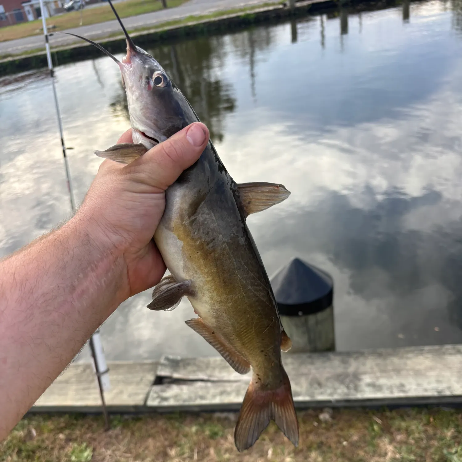 Channel catfish caught on Fishbrain