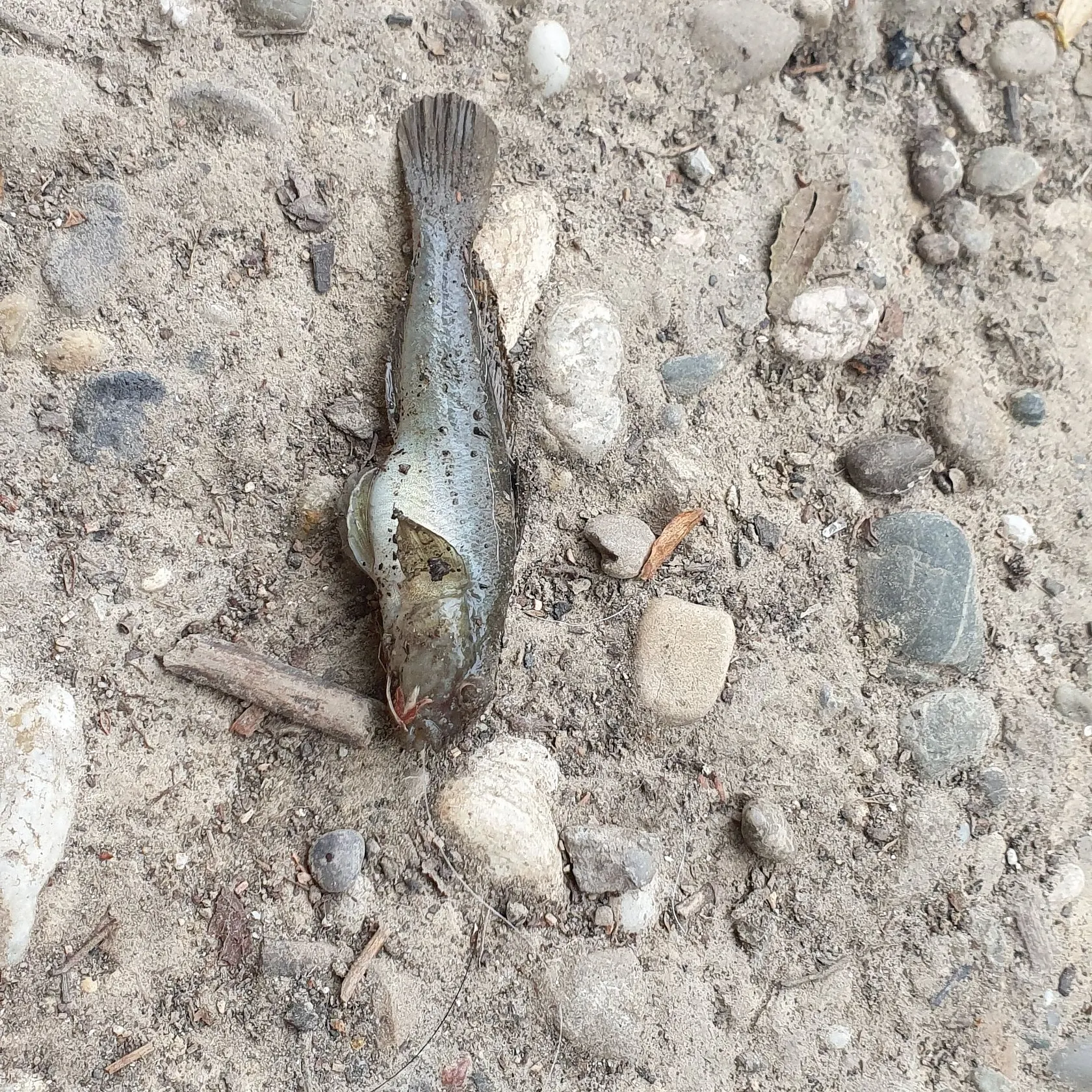 Round goby caught on Fishbrain