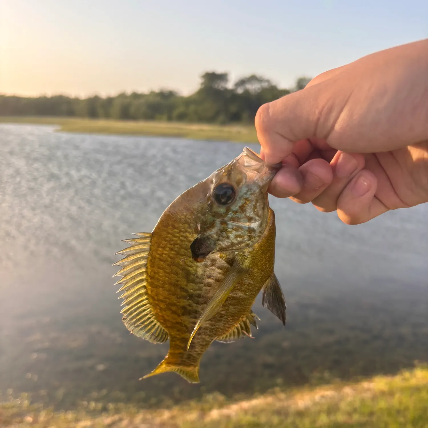 The most recent Redear x bluegill catches on Fishbrain