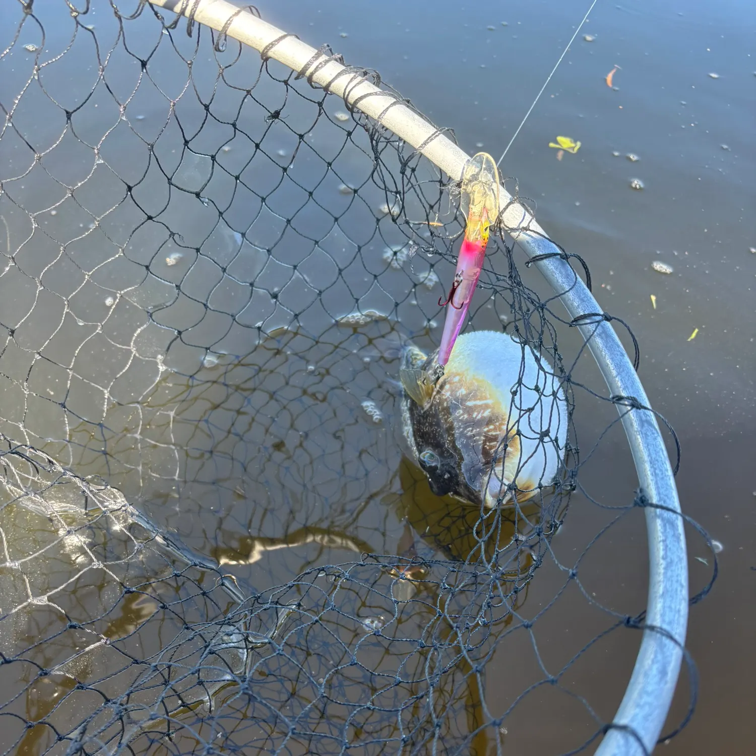 The most recent Milkspotted puffer catches on Fishbrain