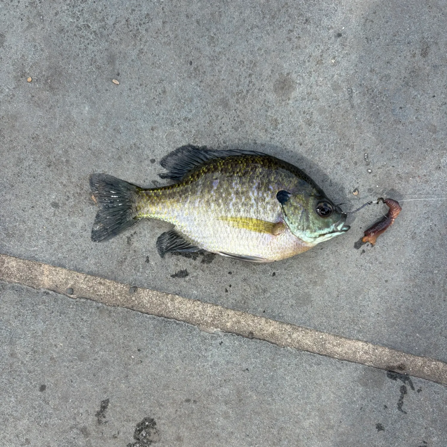 Bluegill caught on Fishbrain